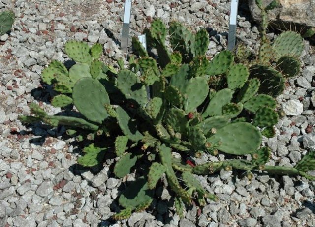 Opuntia_humifusa